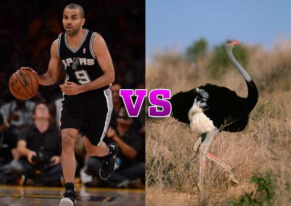 tony parker vs ostrich